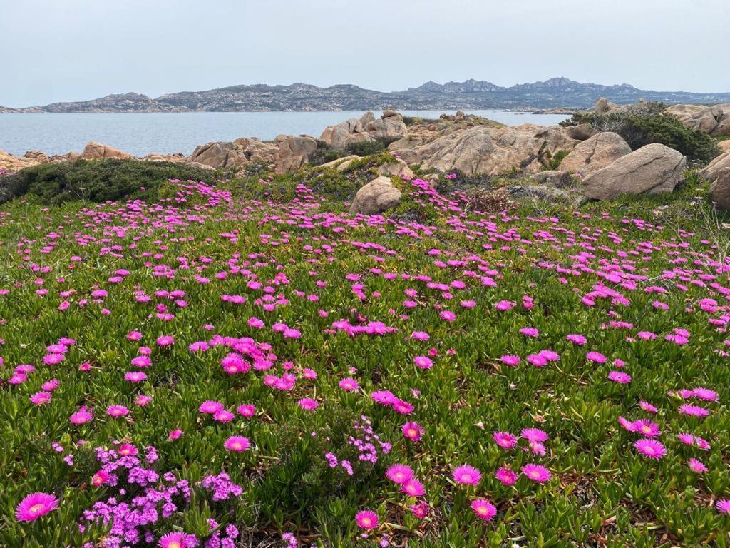 Casa Mughetto R5055 Seafront, Private Sea Access, Swimming Pool Villa La Maddalena  Exteriör bild